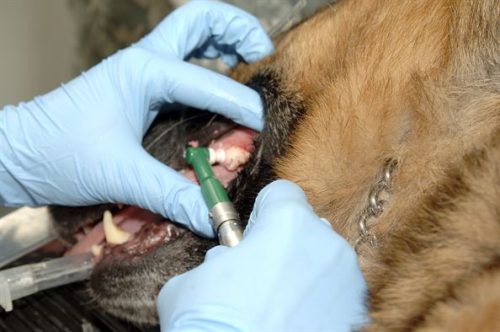 Dog dental