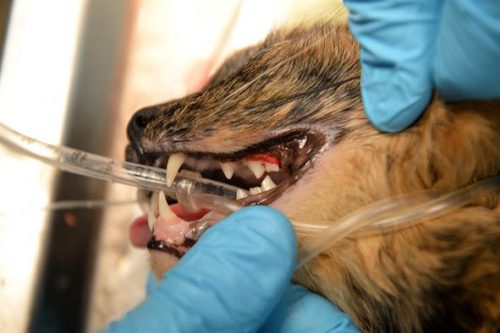 Cat dental