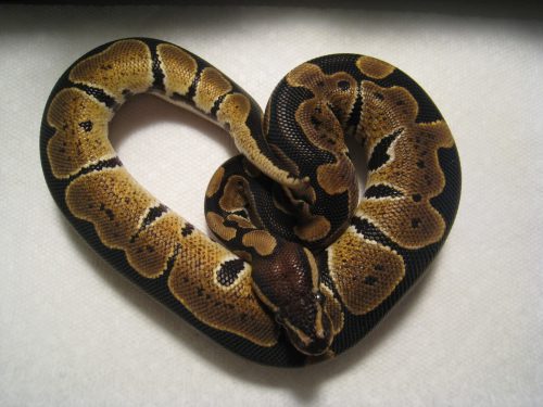 Juvenile ball python