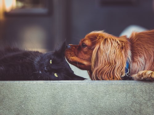 Dog sniffing a cat ear