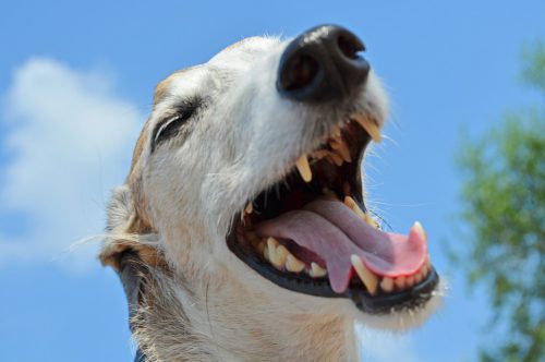Dog with open mouth Dog with open mouth