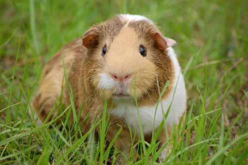 Guinea pig in grass