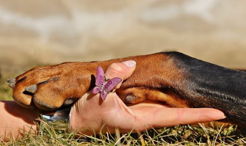 Person holding dog paw in hand