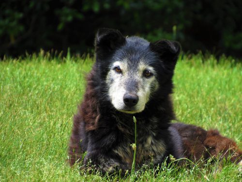 Old, white faced dog