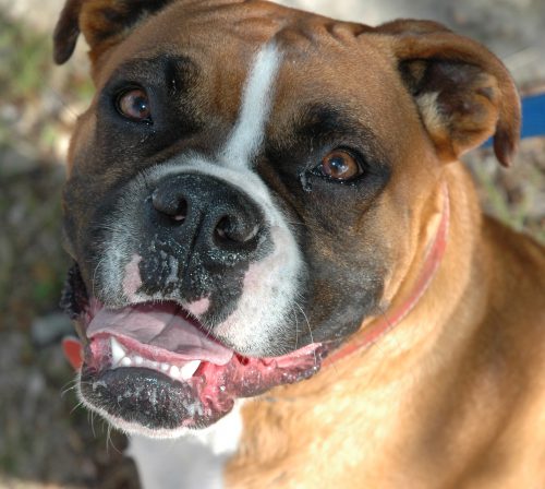 Boxer Boxer